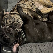 Chillie And Gizmo joined the competition — help win amazing prizes! dog, dogs, sleeping, snuggling, bed, indoor, cozy, black_dog, brindle_dog, pet, animal, canine, resting, close_up, comfort, cuddle, fur, collar, quiet, relaxation