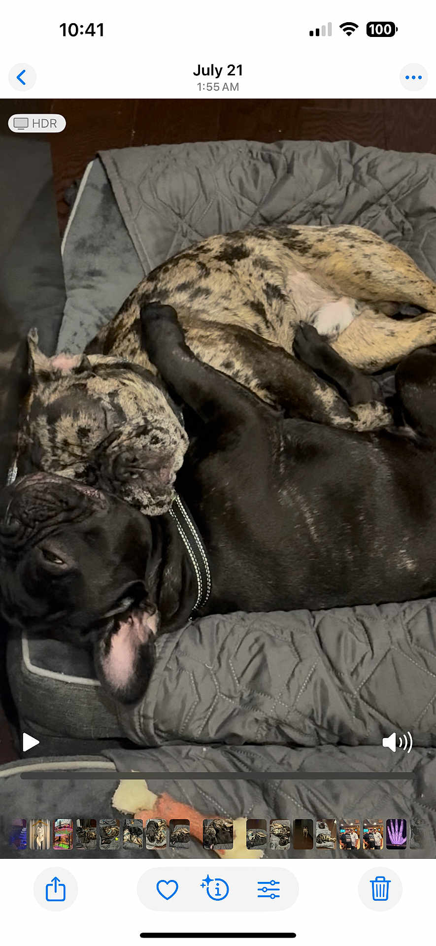 Chillie And Gizmo joined the competition — help win amazing prizes! dog, dogs, sleeping, snuggling, bed, indoor, cozy, black_dog, brindle_dog, pet, animal, canine, resting, close_up, comfort, cuddle, fur, collar, quiet, relaxation