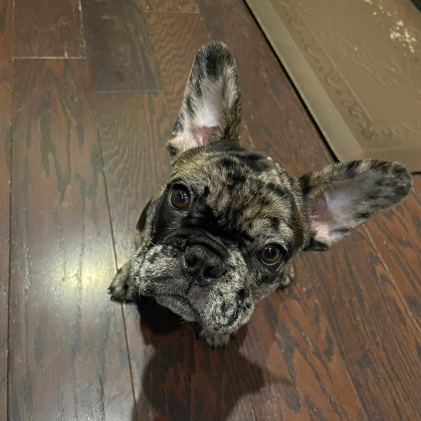 Chillie joined the competition — help win amazing prizes! adorable, animal, brindle, canine, close_up, companion, curious, dog, domestic, ears, face, flooring, french_bulldog, indoor, looking_up, mat, pet, puppy, wooden_floor, young_dog