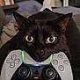 black_cat, green_eyes, cat, playstation_controller, gaming, indoor, couch, relaxed, pet, closeup, whiskers, electronics, console, controller, home, feline, animal, cute, portrait, living_room