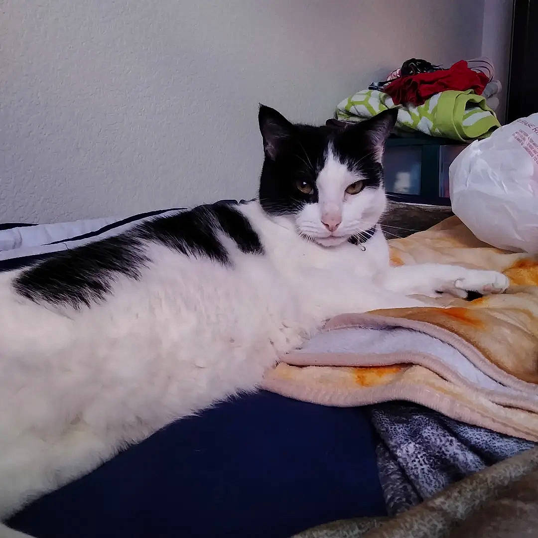 Marino joined the competition — help win amazing prizes! bedding, carnivore, cat, comfort, domestic_short_haired_cat, felidae, formal_wear, fur, linens, paw, plant, plastic_bag, rose, small_to_medium_sized_cats, tail, whiskers, wood