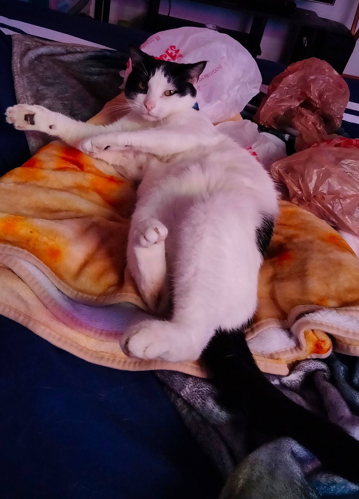 Marino joined the competition — help win amazing prizes! canidae, carnivore, cat, comfort, companion_dog, dog_breed, domestic_short_haired_cat, fawn, felidae, fur, lap, linens, nap, paw, sleep, small_to_medium_sized_cats, sporting_group, tail, whiskers