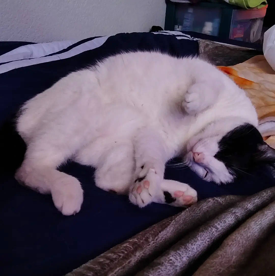 Marino is registered to the contest to win money with this photo: carnivore, cat, claw, comfort, domestic_short_haired_cat, eye, felidae, foot, fur, head, mixing_bowl, nap, paw, room, serveware, small_to_medium_sized_cats, snout, tableware, tail, whiskers