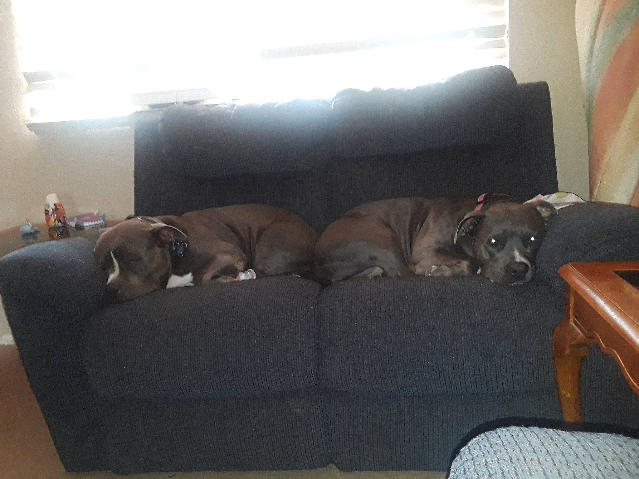 Grace is registered to the contest to win money with this photo: canidae, carnivore, chair, comfort, companion_dog, couch, dog, dog_breed, fawn, furniture, futon, interior_design, loveseat, non_sporting_group, room, sofa_bed, sporting_group