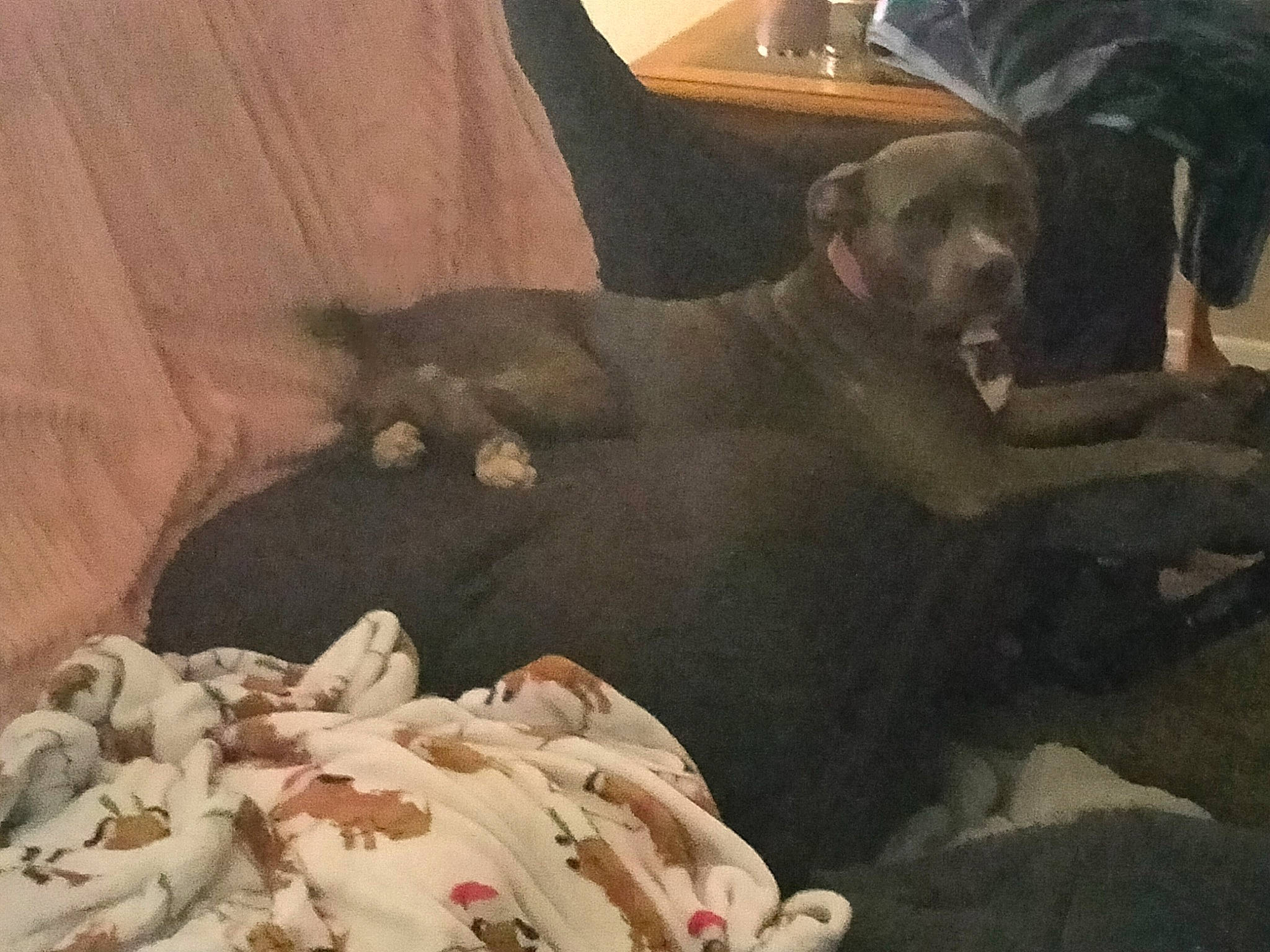 Grace joined the competition — help win amazing prizes! abdomen, barechested, beard, bedding, canidae, chair, chest, cloud, comfort, companion_dog, couch, dog_breed, fawn, flesh, fur, linens, room, sitting, trunk, visual_arts