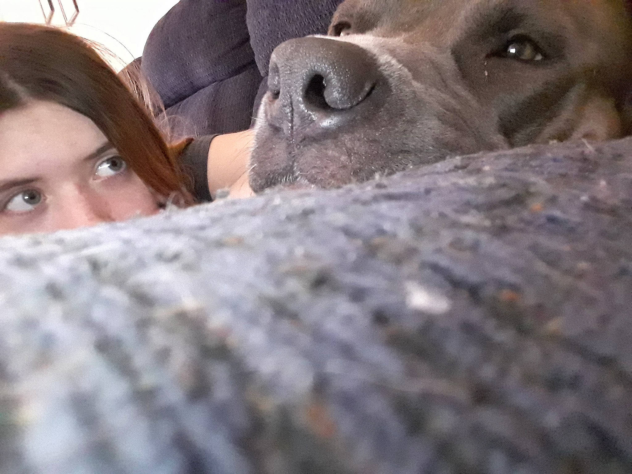 Grace joined the competition — help win amazing prizes! canidae, carnivore, companion_dog, dog, dog_breed, ear, eye, fawn, head, mountain_cur, nose, photography, puppy_love, selfie, snout, sporting_group