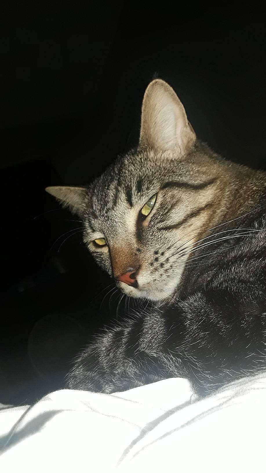 Jasper joined the competition — help win amazing prizes! american_shorthair, american_wirehair, asian, black_and_white, california_spangled, carnivore, cat, domestic_short_haired_cat, dragon_li, egyptian_mau, european_shorthair, eye, felidae, kitten, mammal, ocicat, small_to_medium_sized_cats, snout, tabby_cat, whiskers