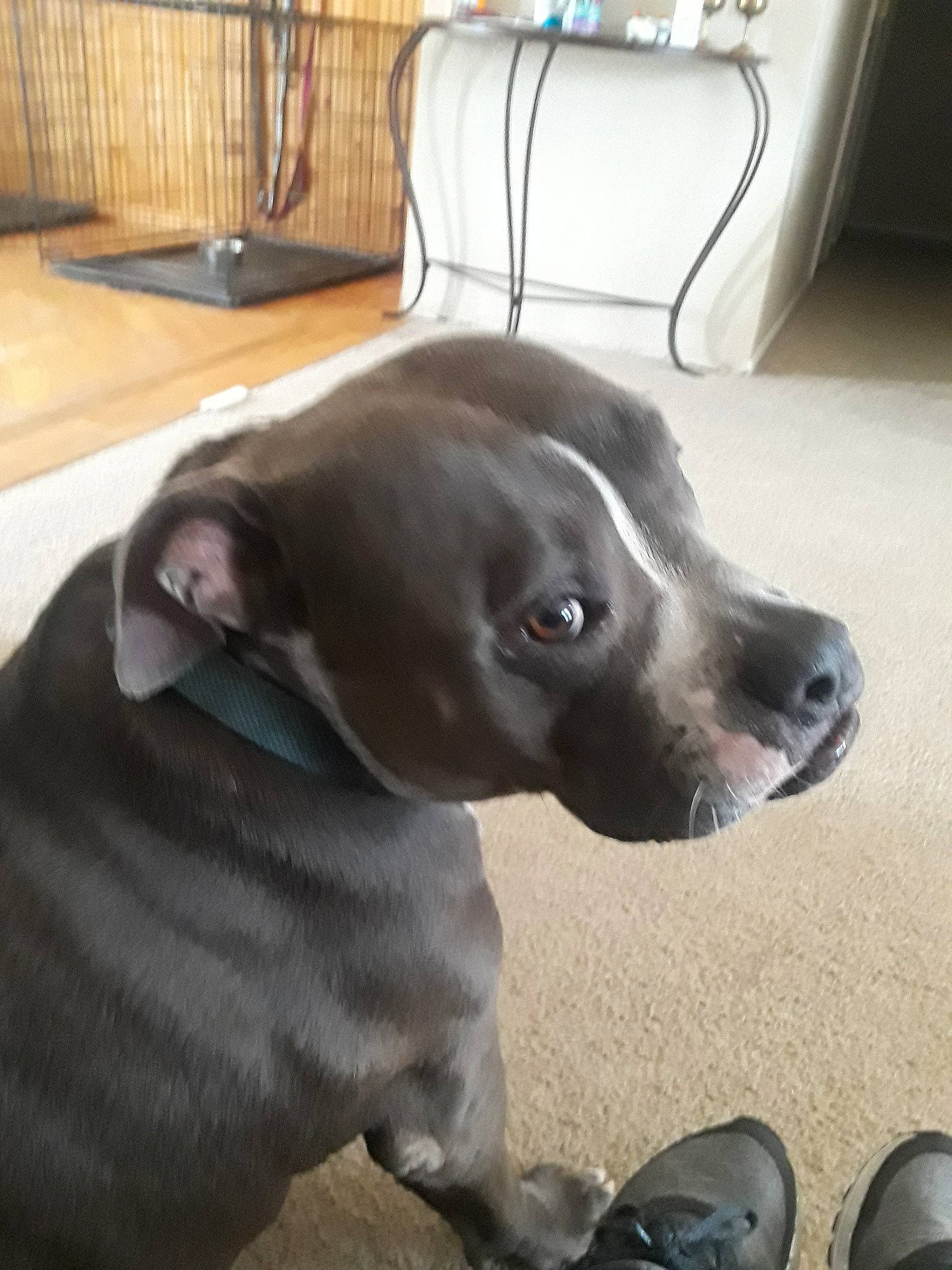 Cooper is registered to the contest to win money with this photo: american_pit_bull_terrier, american_staffordshire_terrier, canidae, carnivore, companion_dog, dog, dog_breed, ear, fawn, mammal, non_sporting_group, nose, pit_bull, puppy, snout, sporting_group, staffordshire_bull_terrier, vertebrate, whiskers