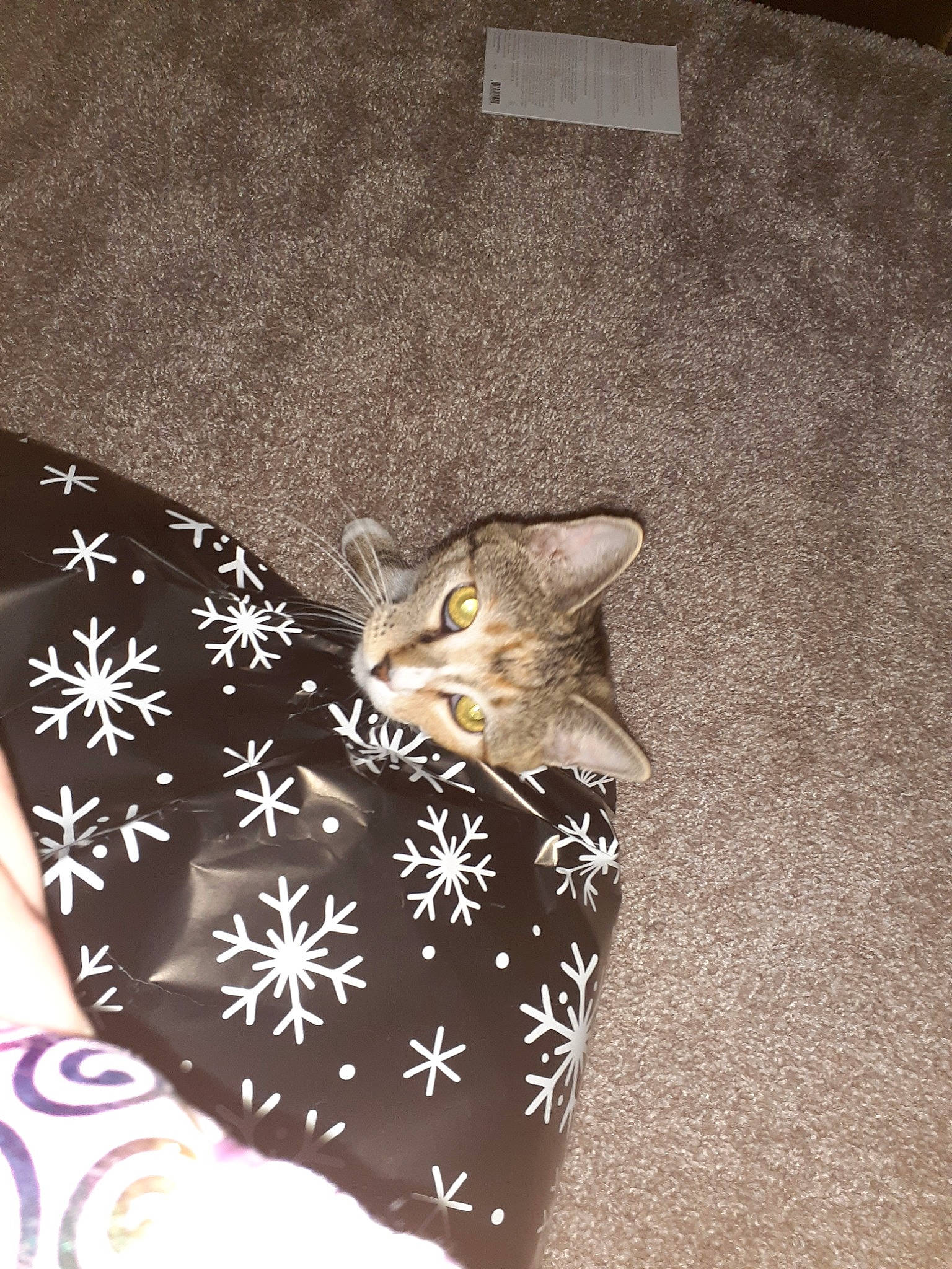 Hermione joined the competition — help win amazing prizes! carnivore, cat, fawn, felidae, kitten, small_to_medium_sized_cats, whiskers