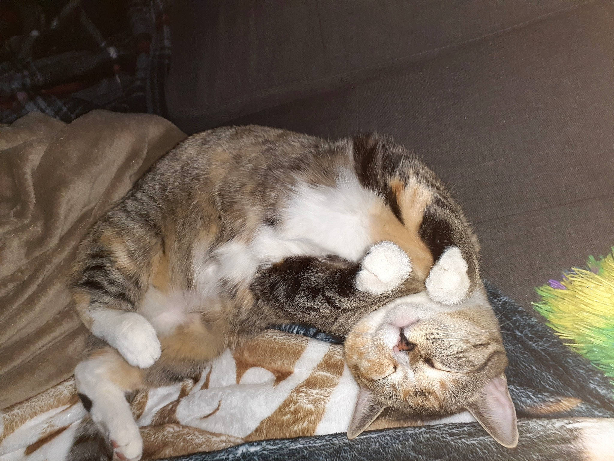 Hermione joined the competition — help win amazing prizes! aegean_cat, carnivore, cat, domestic_short_haired_cat, european_shorthair, fawn, felidae, fur, kitten, nap, paw, polydactyl_cat, sleep, small_to_medium_sized_cats, tabby_cat, whiskers