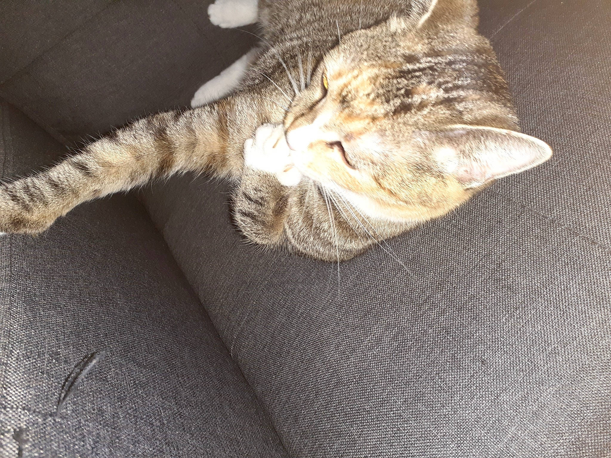 Hermione joined the competition — help win amazing prizes! carnivore, cat, domestic_short_haired_cat, european_shorthair, felidae, fur, kitten, small_to_medium_sized_cats, tabby_cat, tail, whiskers