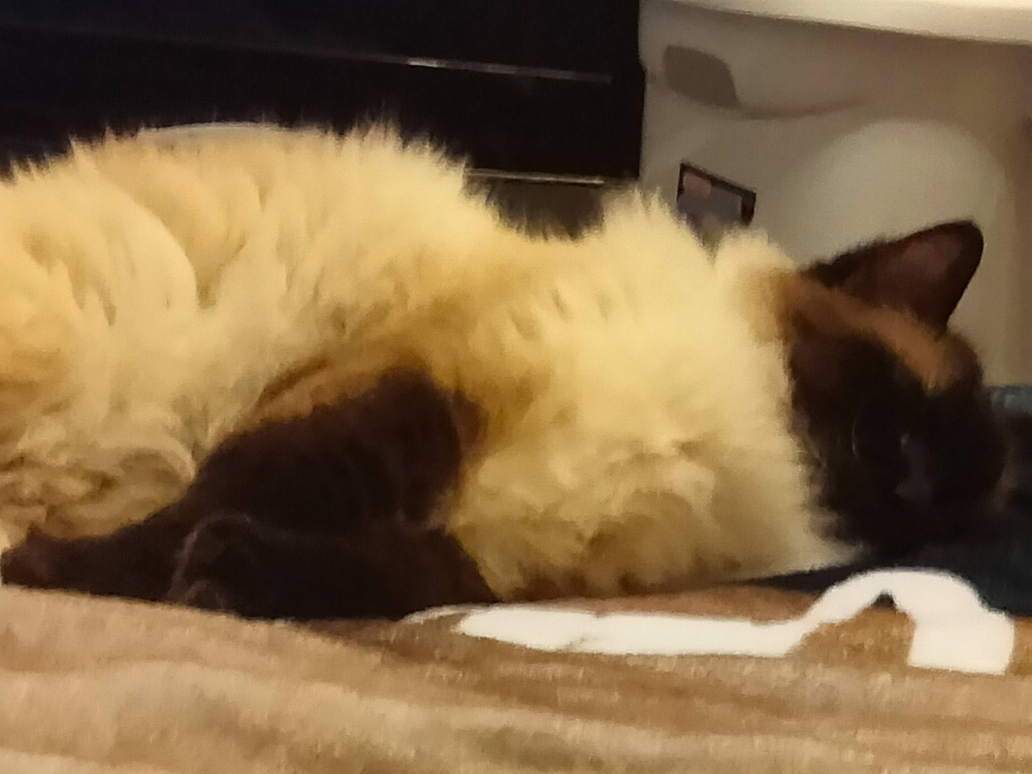 Sebastian joined the competition — help win amazing prizes! carnivore, cat, cat_supply, claw, comfort, companion_dog, fawn, felidae, flooring, fur, hardwood, nap, paw, sleep, small_to_medium_sized_cats, snout, tail, terrestrial_animal, whiskers, wood