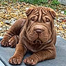 Barnabé participe au concours pour gagner de l'argent avec cette photo : dog, puppy, shar_pei, brown_dog, wrinkled_face, floppy_ears, lying_down, front_paws, outdoor, table, rocky_ground, grass, leaves, close_up, portrait, pet, animal, sleepy, cute, photography