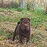 Barnabé a rejoint le concours — aidez-le/la à gagner de superbes lots ! puppy, dog, brown_dog, wrinkled_dog, shar_pei, sitting, outdoors, grass, dry_grass, leaves, yard, fence, wire_fence, garden, portrait, pet, animal, canine, front_view, alert