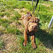 Barnabé participe au concours pour gagner de l'argent avec cette photo : dog, puppy, brown_dog, wrinkled_face, grass, outdoor, sunlight, leash, lying_down, portrait, animal, pet, shar_pei, folded_ears, short_hair, garden, lawn, chairs, wooden_structure, playful