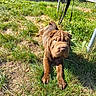 dog, puppy, brown_dog, wrinkled_face, grass, outdoor, sunlight, leash, lying_down, portrait, animal, pet, shar_pei, folded_ears, short_hair, garden, lawn, chairs, wooden_structure, playful