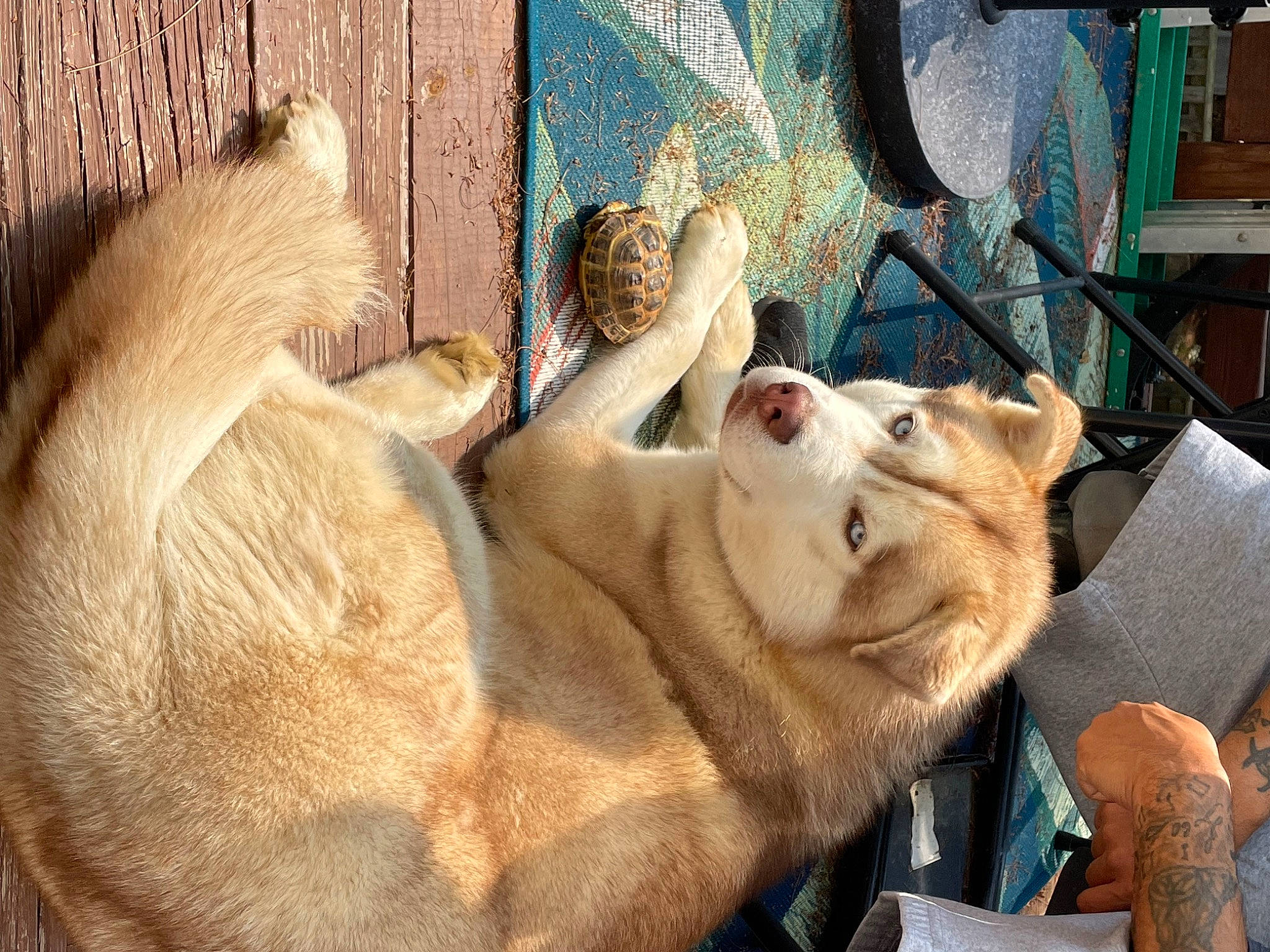 Arlo joined the competition — help win amazing prizes! bag, big_cats, carnivore, comfort, companion_dog, dog, dog_breed, domestic_short_haired_cat, fawn, felidae, fur, guard_dog, nap, paw, small_to_medium_sized_cats, snout, terrestrial_animal, whiskers, wildlife, working_animal