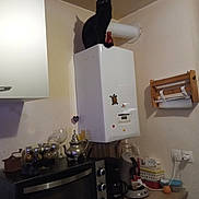 Sonic a rejoint le concours — aidez-le/la à gagner de superbes lots ! animal, appliance, ball, cat, cookware, device, electricaldevice, furniture, indoors, interiordesign, microwave, oven, pet, pot, pottery, shelf, sport, tennis, tennisball, wood