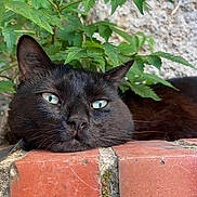 Fripouille a rejoint le concours — aidez-le/la à gagner de superbes lots ! cat, black_cat, face, green_leaves, brick, outdoor, pet, animal, resting, relaxed, fur, whiskers, plant, nature, closeup, portrait, eyes, head, texture, wall