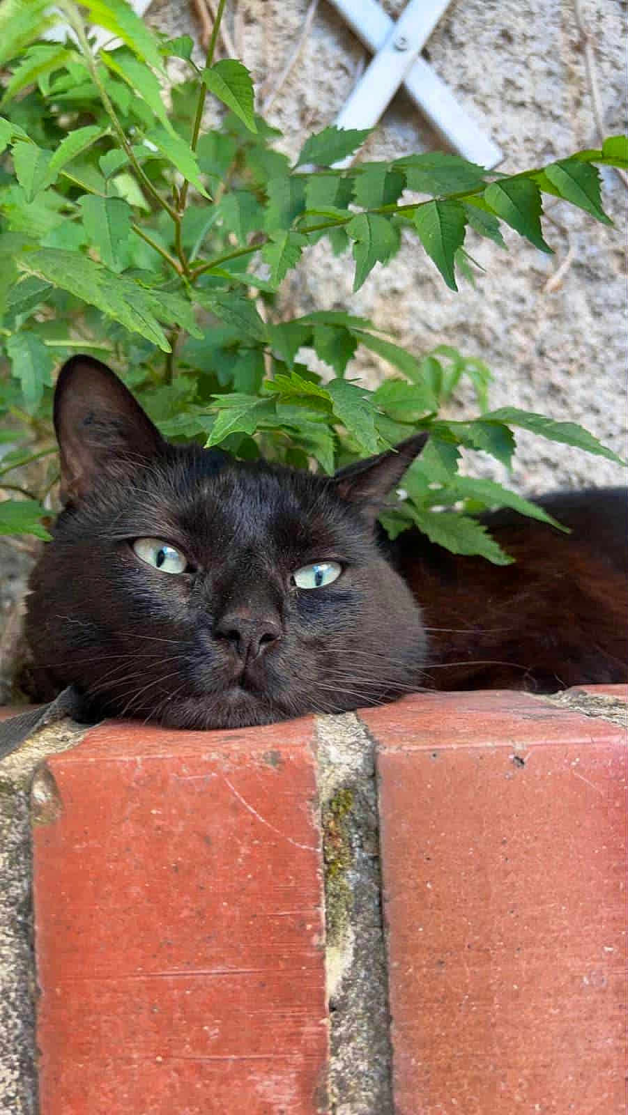 Fripouille a rejoint le concours — aidez-le/la à gagner de superbes lots ! cat, black_cat, face, green_leaves, brick, outdoor, pet, animal, resting, relaxed, fur, whiskers, plant, nature, closeup, portrait, eyes, head, texture, wall