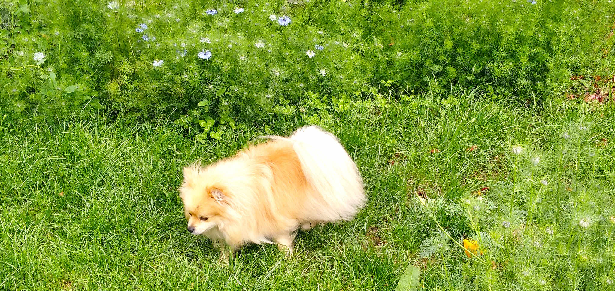 Lilou
