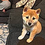 Zoey is registered to the contest to win money with this photo: puppy, dog, shiba_inu, couch, indoor, living_room, carpet, person, cute, pet, fur, animal, young, seated, cozy, home, looking_up, ears, black_nose, soft_light