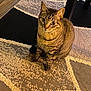 animal, carpet, cat, cozy, curious, domestic, ears, feline, floor, home, indoor, light, looking_up, patterned_rug, paws, pet, sitting, striped, tabby, whiskers
