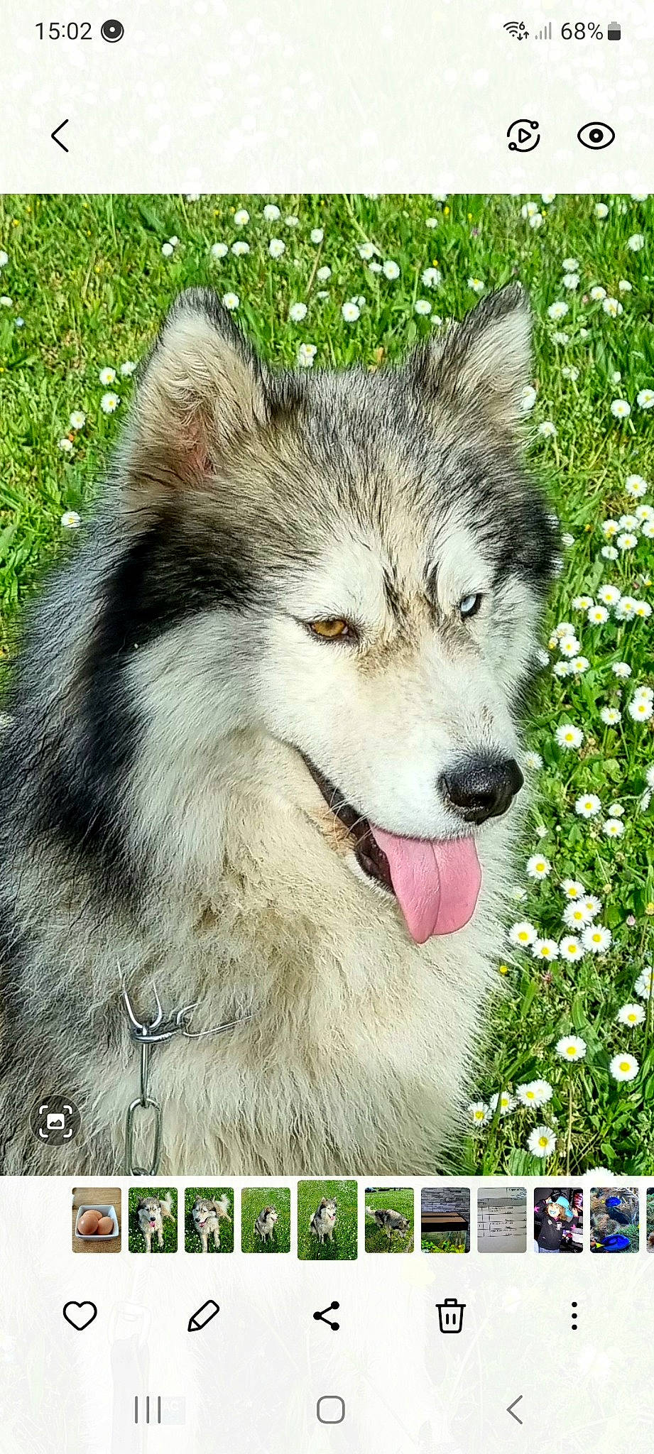 Poutchi a rejoint le concours — aidez-le/la à gagner de superbes lots ! canidae, canis, carnivore, collar, companion_dog, dog, dog_breed, flower, fur, grass, happy, photo_caption, plant, rectangle, sled_dog, snout, terrestrial_animal, whiskers, wolf, working_dog