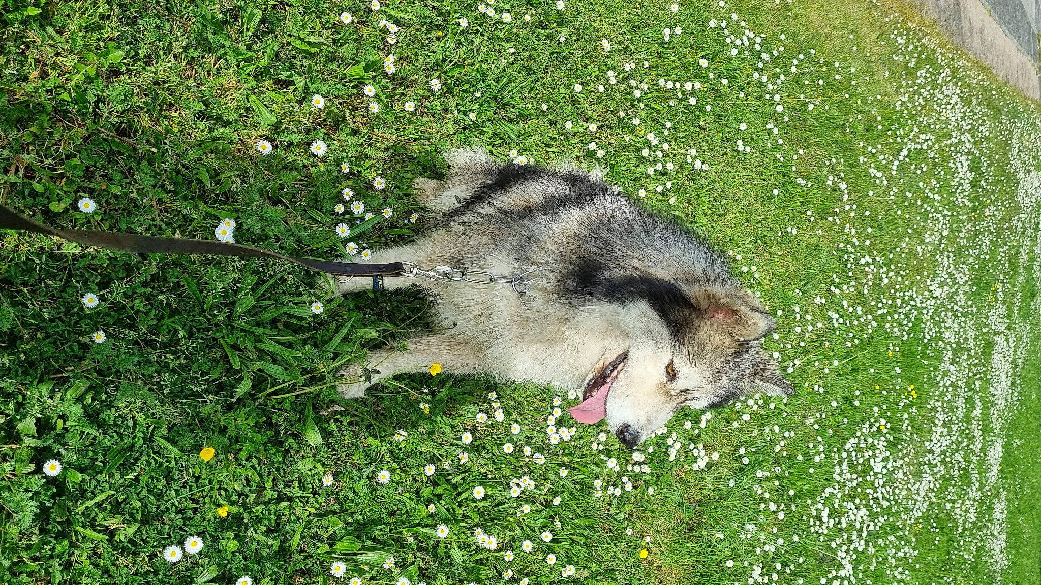 Poutchi a rejoint le concours — aidez-le/la à gagner de superbes lots ! beak, canidae, common_opossum, flower, grass, grass_family, grassland, groundcover, herbaceous_plant, lawn, meadow, opossum, plant, rodent, spring, squirrel, tail, terrestrial_animal, virginia_opossum, whiskers