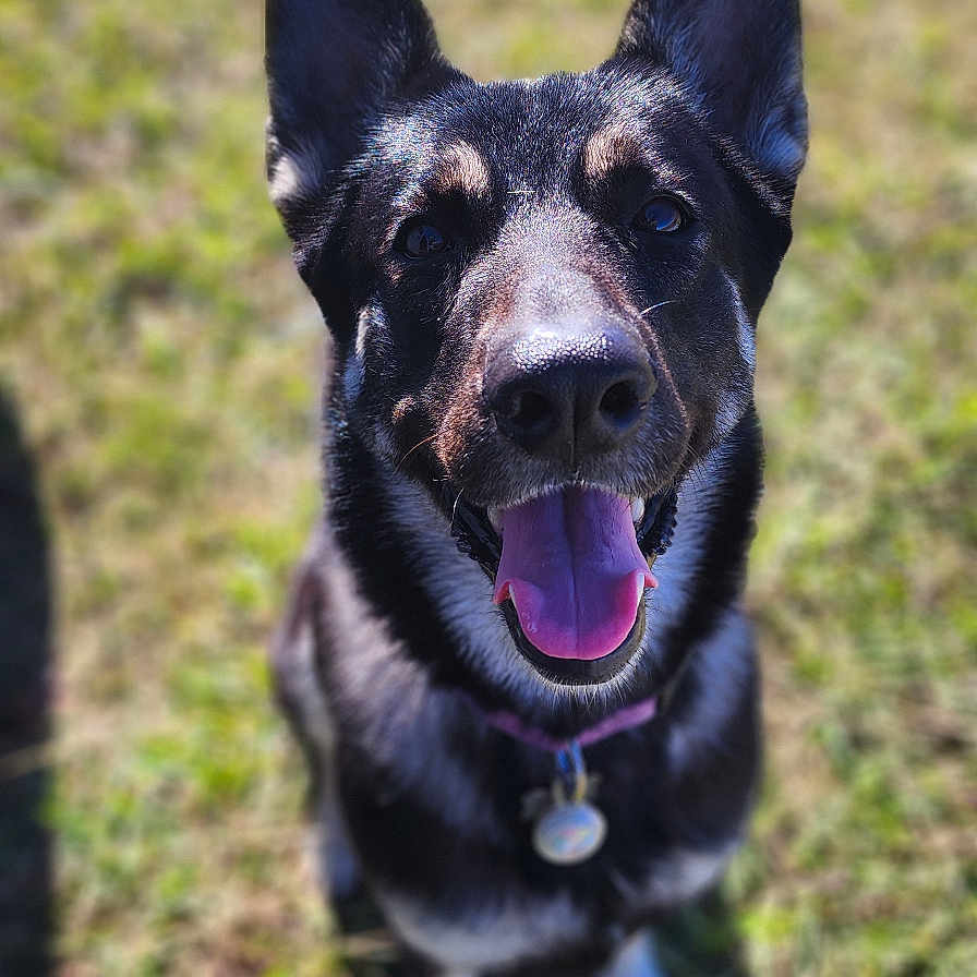 Maya is registered to the contest to win money with this photo: animal, bodypart, canine, dog, field, germanshepherd, grass, grassland, hound, husky, mouth, nature, outdoors, person, pet, plant, policedog, puppy, snout, tongue