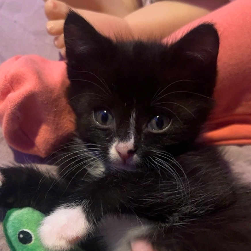 Priscilla
