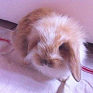 Caramel participe au concours pour gagner de l'argent avec cette photo :