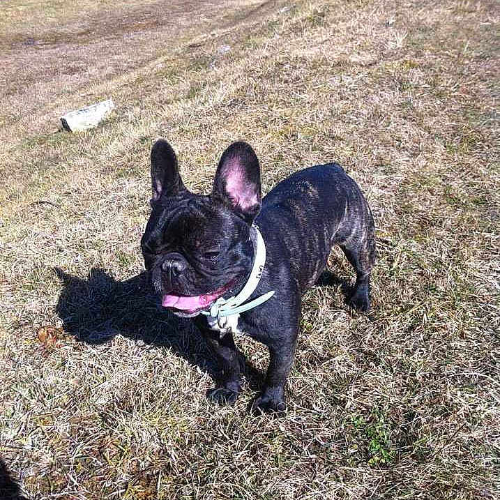 Furia participe au concours pour gagner de l'argent avec cette photo :