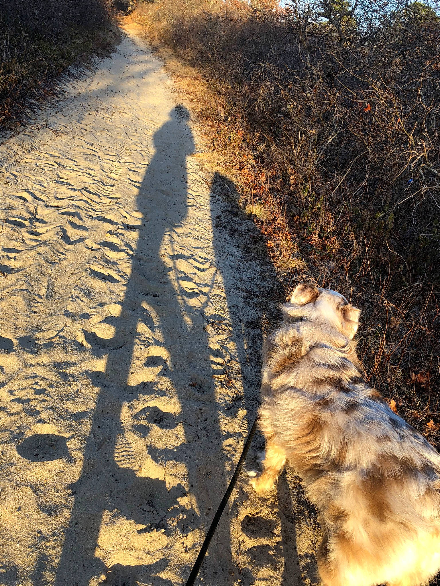 Simba is registered to the contest to win money with this photo: branch, canidae, carnivore, dog, leash, road, sand, shadow, sky, soil, sporting_group, sunlight, tail, trail, tree, walking