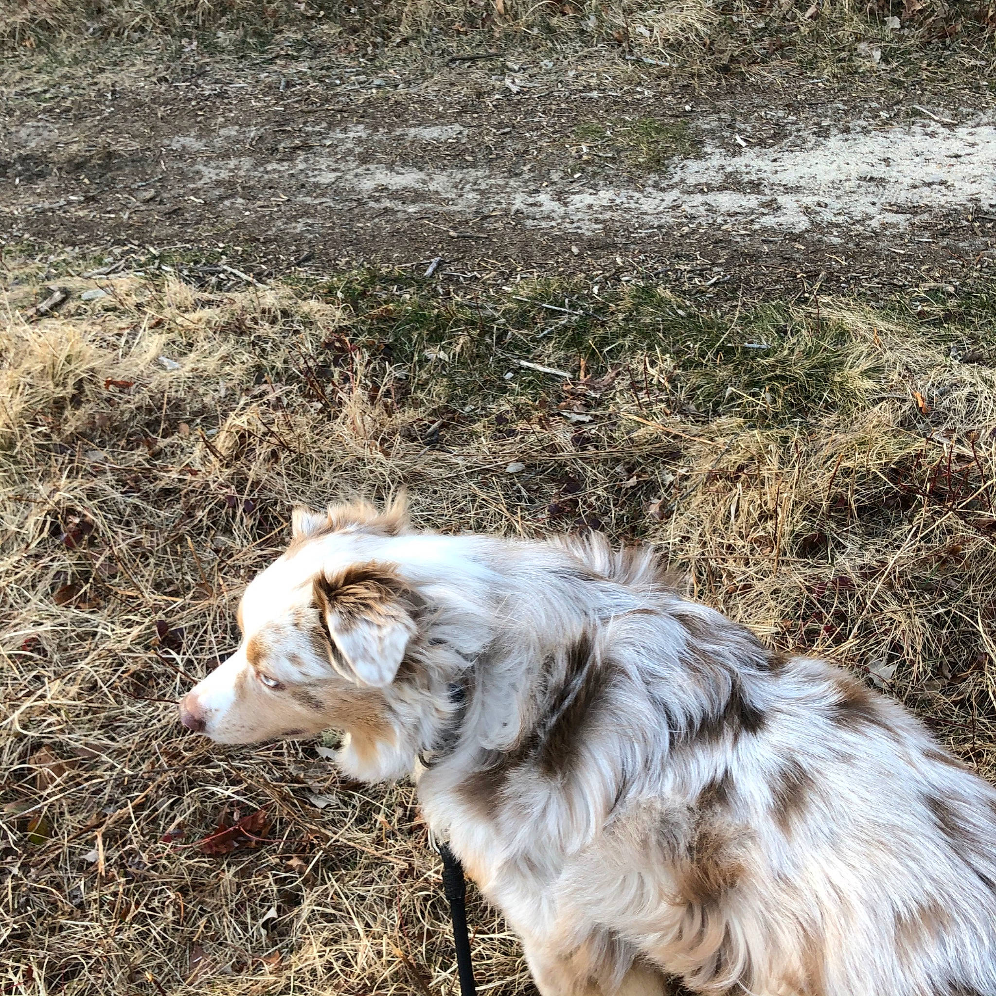 Simba joined the competition — help win amazing prizes! australian_shepherd, border_collie, canidae, carnivore, dog, dog_breed, grass, herding_dog, mammal, miniature_australian_shepherd, sporting_group, working_dog