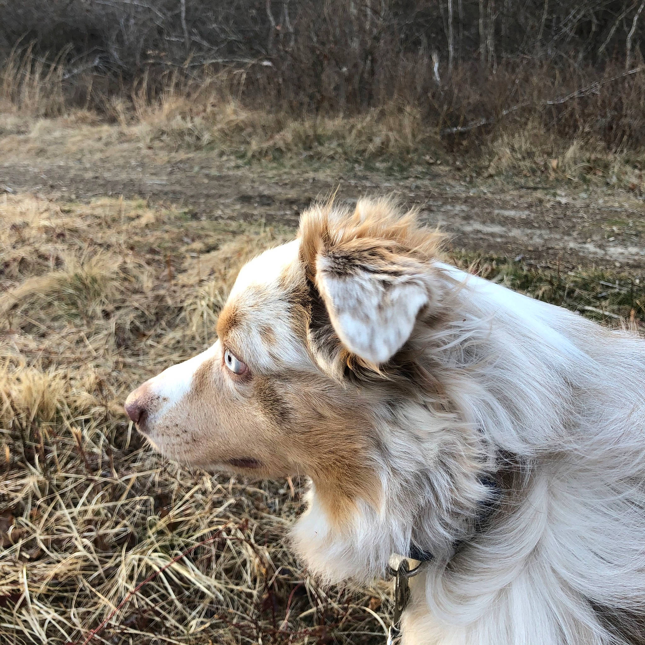 Simba joined the competition — help win amazing prizes! australian_shepherd, canidae, carnivore, companion_dog, dog, dog_breed, mammal, miniature_australian_shepherd, silken_windhound, sporting_group, vertebrate