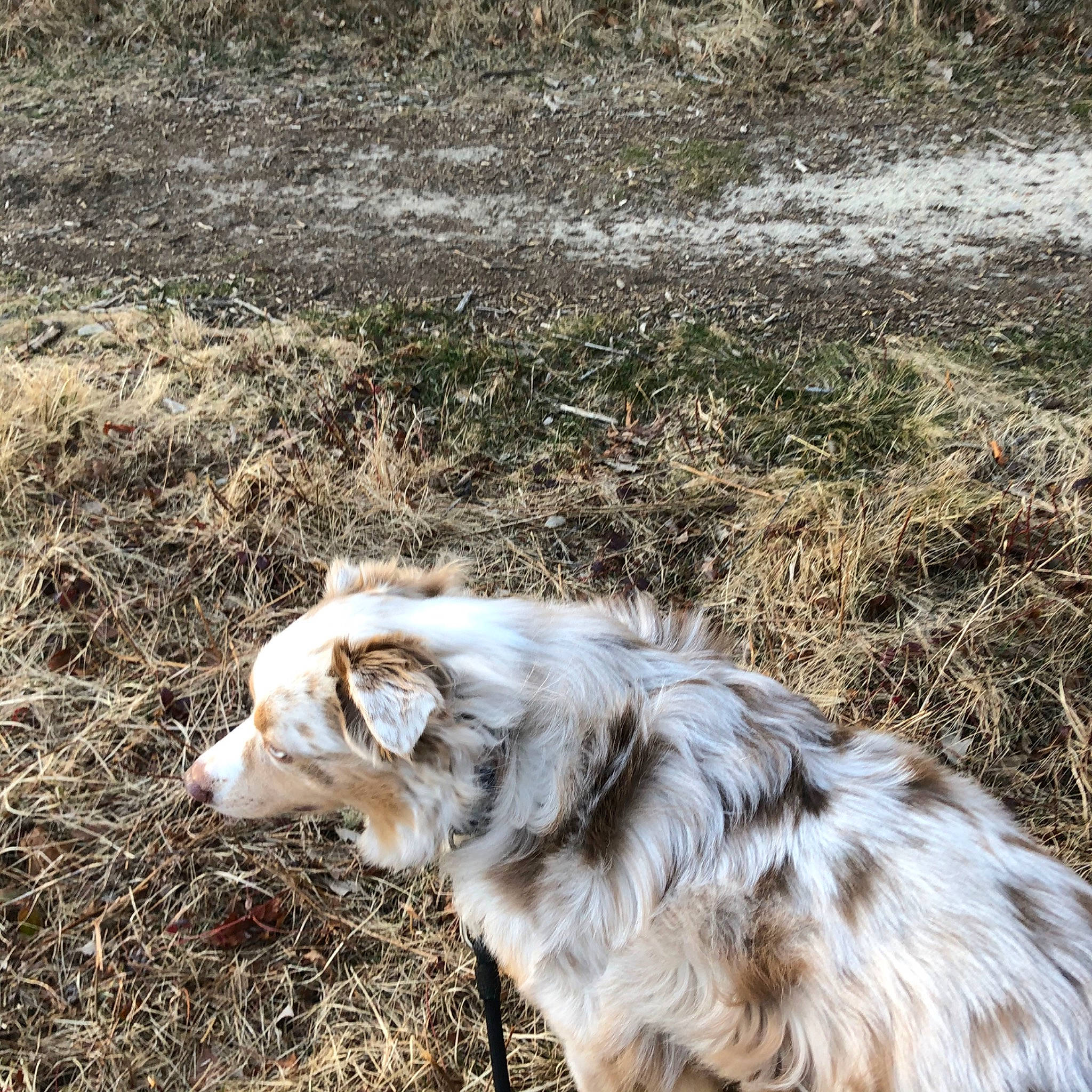 Simba is registered to the contest to win money with this photo: australian_shepherd, canidae, carnivore, dog, dog_breed, fur, grass, herding_dog, mammal, miniature_australian_shepherd, sporting_group, tail, working_dog