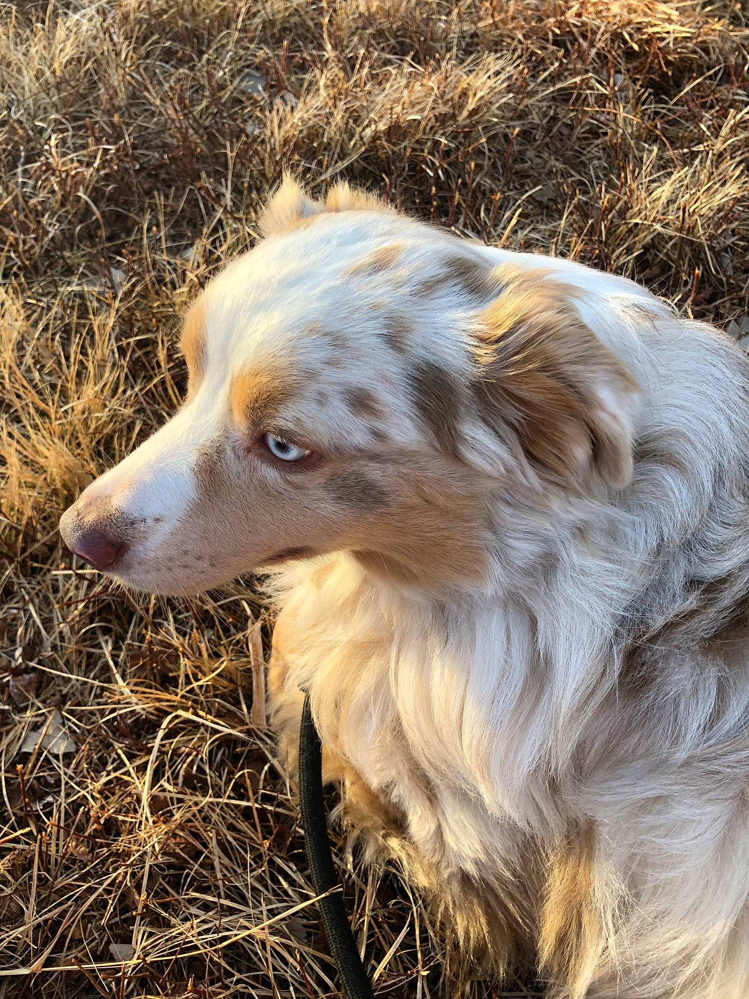 Simba is registered to the contest to win money with this photo: australian_collie, australian_shepherd, canidae, carnivore, companion_dog, dog, dog_breed, fawn, grass, herding_dog, mammal, miniature_australian_shepherd, rare_breed_dog, silken_windhound, sporting_group, vertebrate, welsh_sheepdog, working_dog