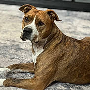 Willow is registered to the contest to win money with this photo: dog, brown, white, pet, lying_down, carpet, indoor, animal, canine, paw, plastic_bottle, relaxed, attentive, fur, mammal, domestic_animal, side_view, portrait, resting, companion
