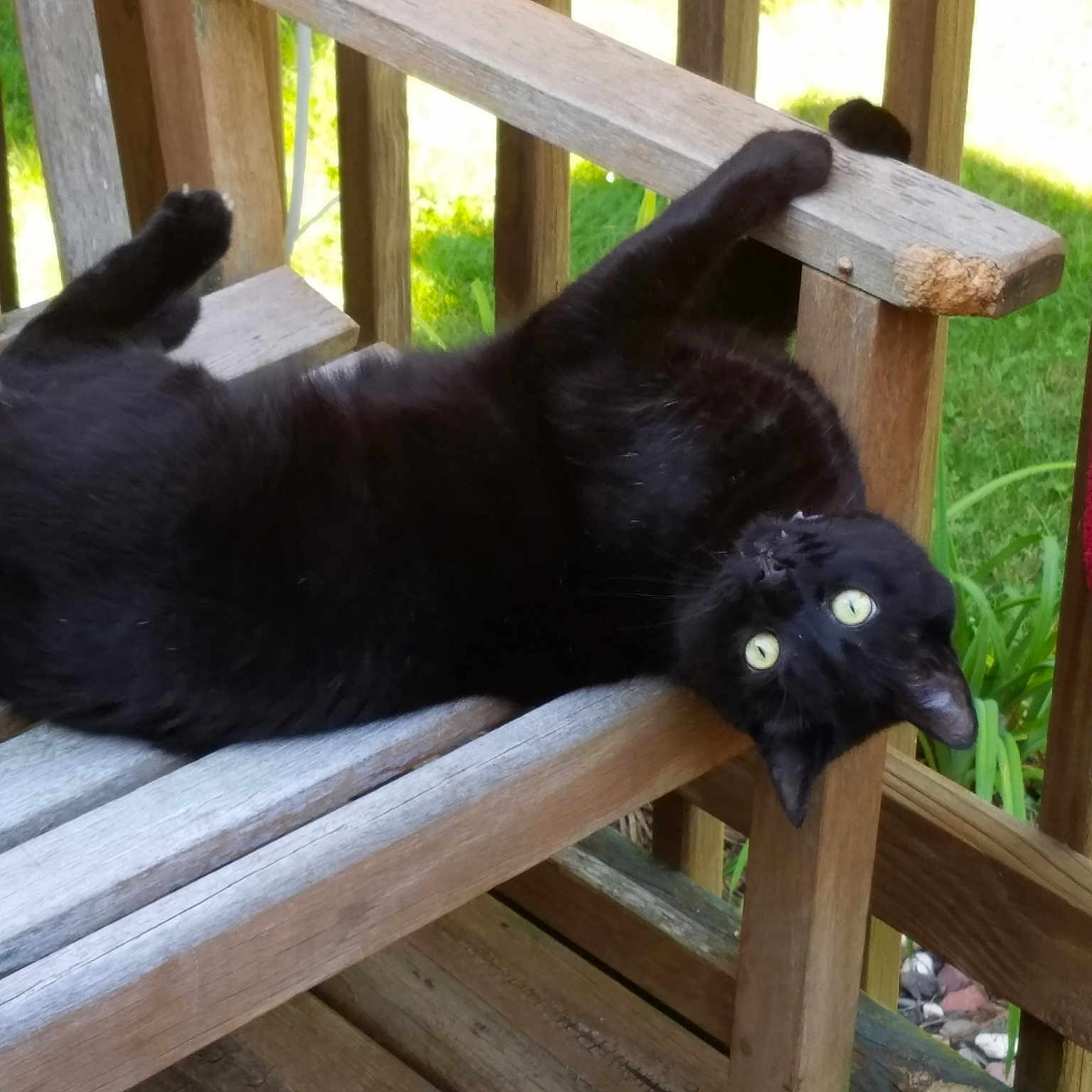 Dimitri joined the competition — help win amazing prizes! black_cat, canidae, carnivore, cat, dog_breed, felidae, small_to_medium_sized_cats, sporting_group, tail