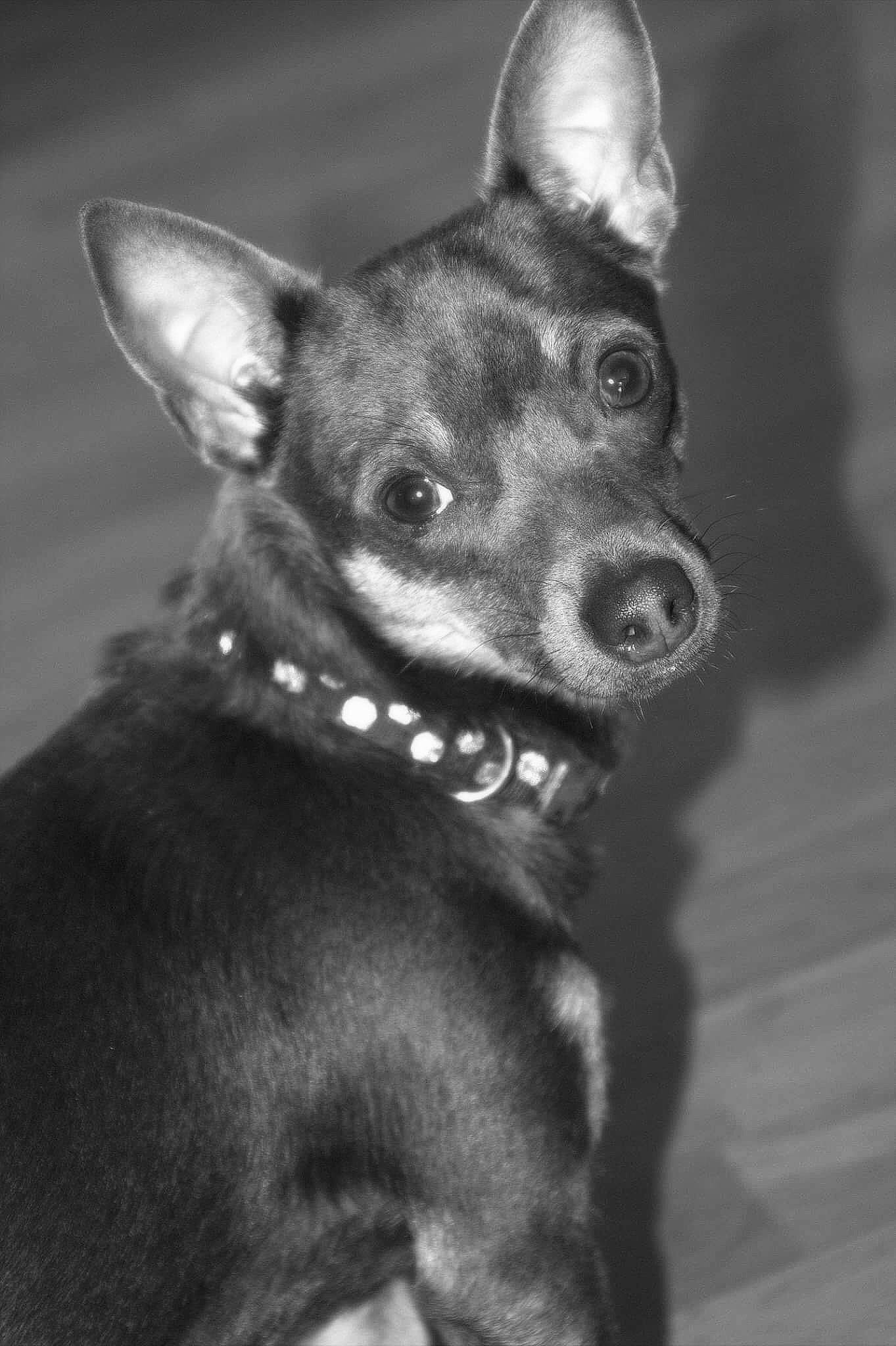 Virus a rejoint le concours — aidez-le/la à gagner de superbes lots ! canidae, carnivore, collar, companion_dog, dog, dog_breed, dog_collar, ear, event, eye, fur, head, jaw, monochrome, monochrome_photography, snout, sporting_group, whiskers, working_animal, working_dog