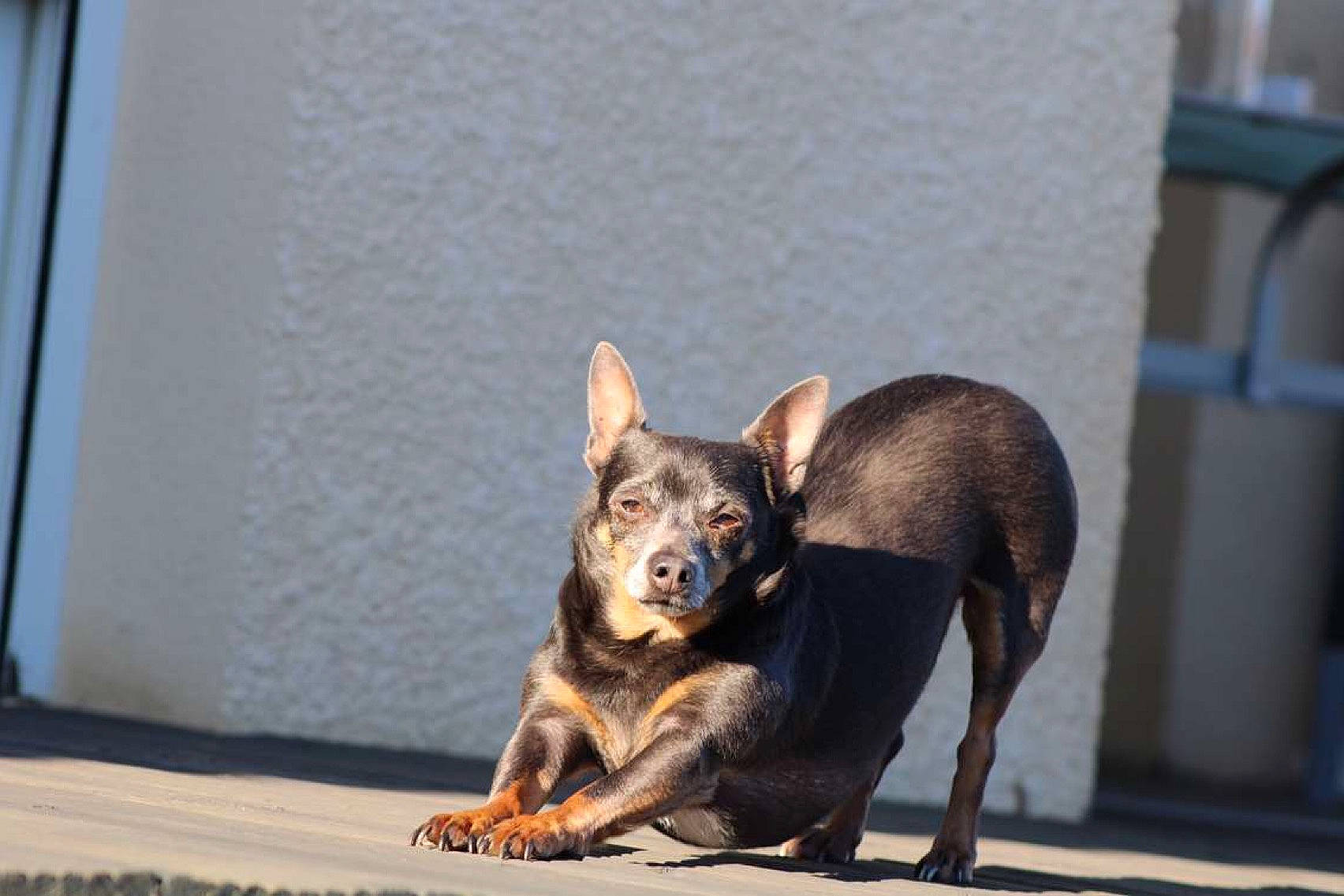 Virus a rejoint le concours — aidez-le/la à gagner de superbes lots ! art, canidae, carnivore, companion_dog, dog, dog_breed, fawn, guard_dog, mammal, metal, paw, puppy, sporting_group, tail, terrestrial_animal, toy, toy_dog, whiskers, working_animal, working_dog