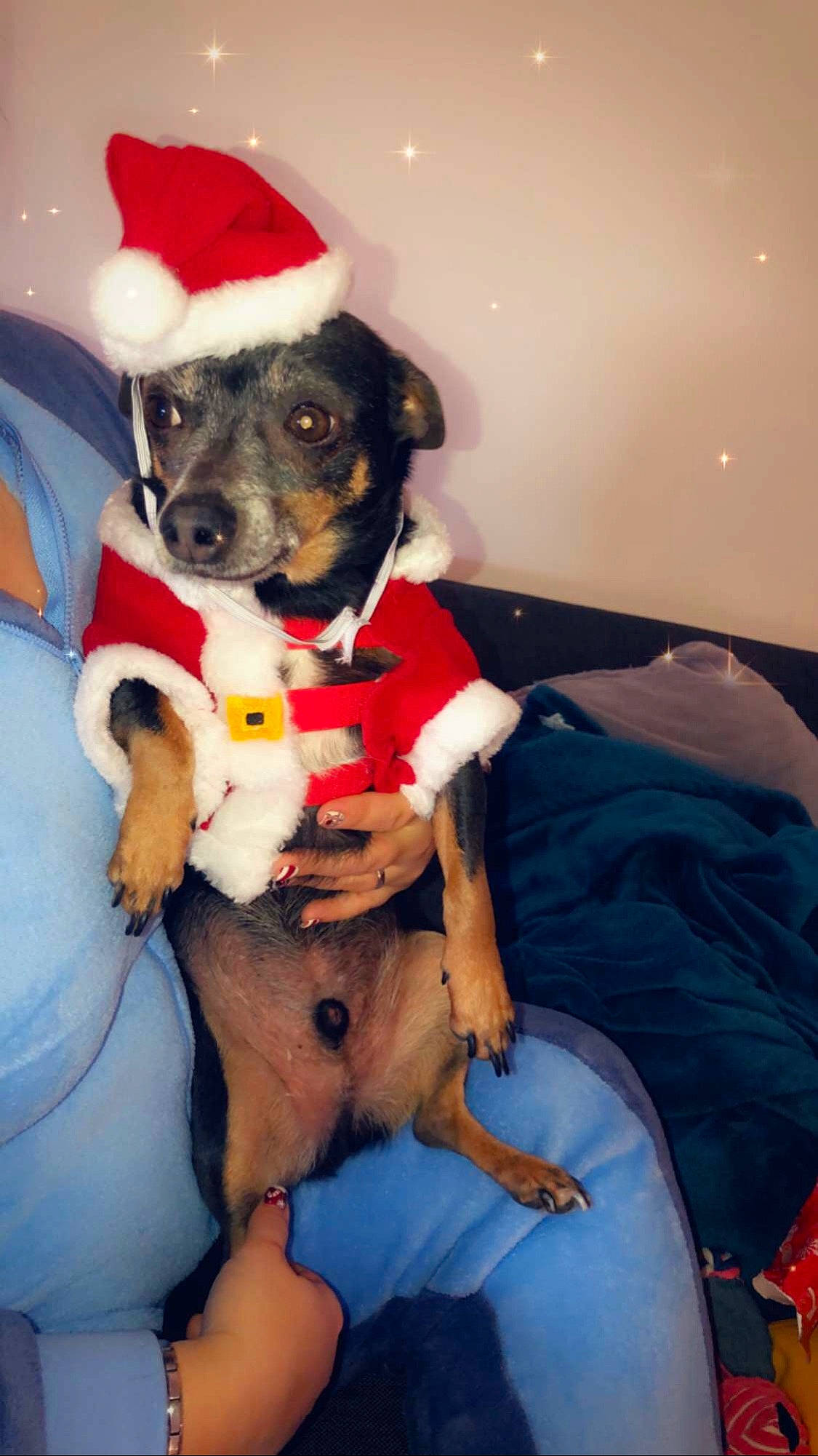 Virus participe au concours pour gagner de l'argent avec cette photo : canidae, carnivore, collar, comfort, companion_dog, dog, dog_breed, dog_clothes, dog_supply, fawn, fur, hat, non_sporting_group, paw, puppy, snout, sporting_group, stuffed_toy, toy_dog, working_animal