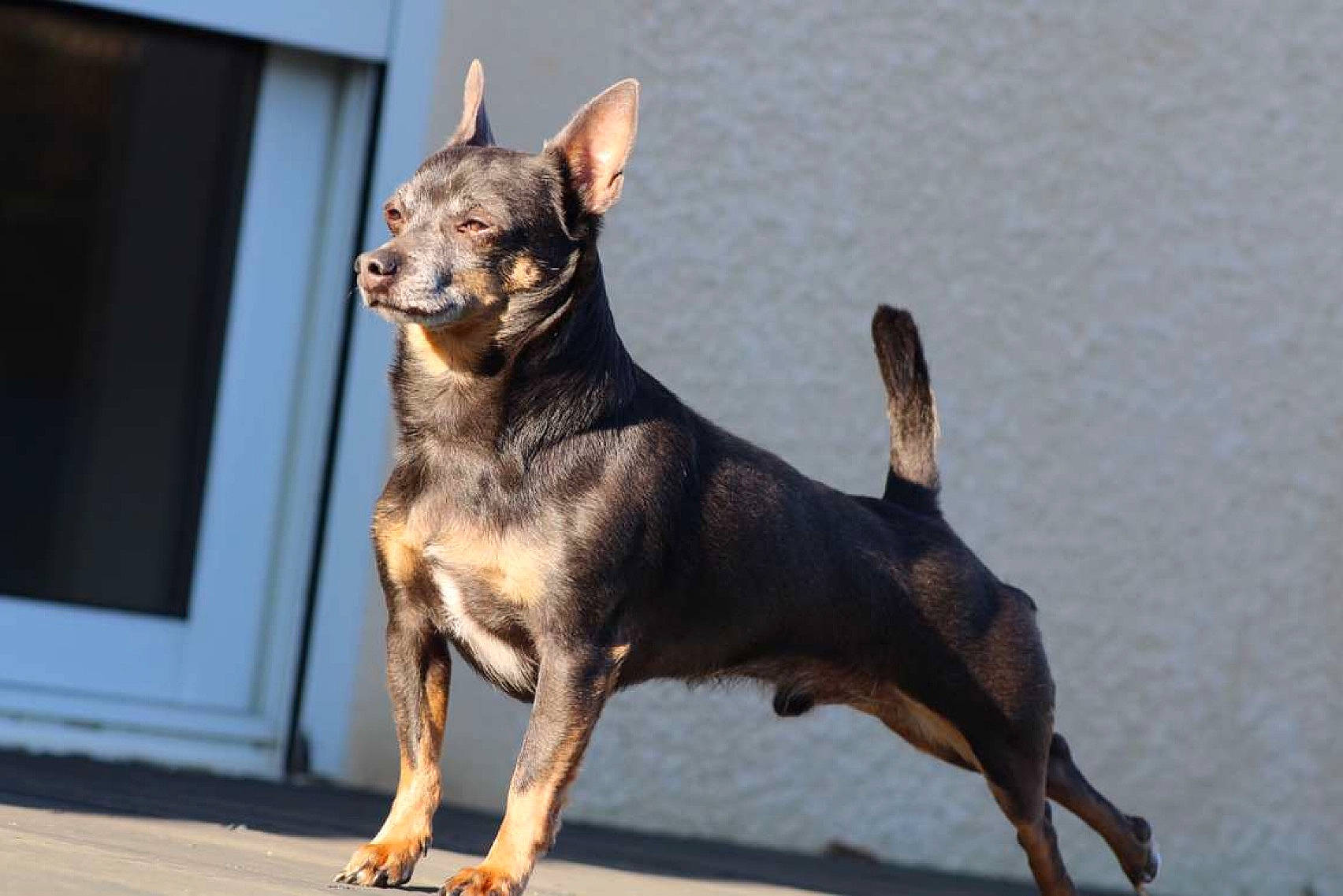 Virus a rejoint le concours — aidez-le/la à gagner de superbes lots ! ancient_dog_breeds, canidae, carnivore, companion_dog, dog, dog_breed, fawn, guard_dog, metal, paw, snout, sporting_group, tail, terrestrial_animal, toy_dog, working_animal, working_dog