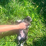 Vroum a rejoint le concours — aidez-le/la à gagner de superbes lots ! puppy, dog, grass, hand, outdoor, playful, sunlight, greenery, nature, pet, cute, young, animal, paw, summer, field, lying_down, small, adorable, interaction