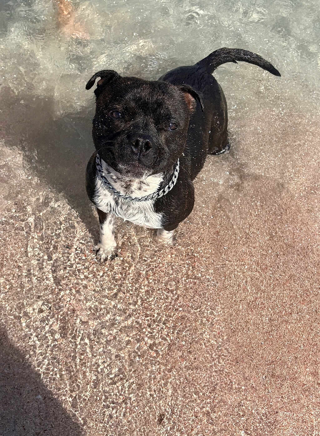 Vroum a rejoint le concours — aidez-le/la à gagner de superbes lots ! dog, black_dog, white_chest, wet_fur, water, shallow_water, sparkling_water, sunlight, outdoor, animal, pet, cute, curious, standing, ripples, beach, summer, playful, collar, canine