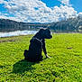 dog, black_dog, grass, lake, water, sky, clouds, trees, hills, outdoor, nature, sunny, daytime, reflection, pets, animal, leisure, calm, scenic, landscape