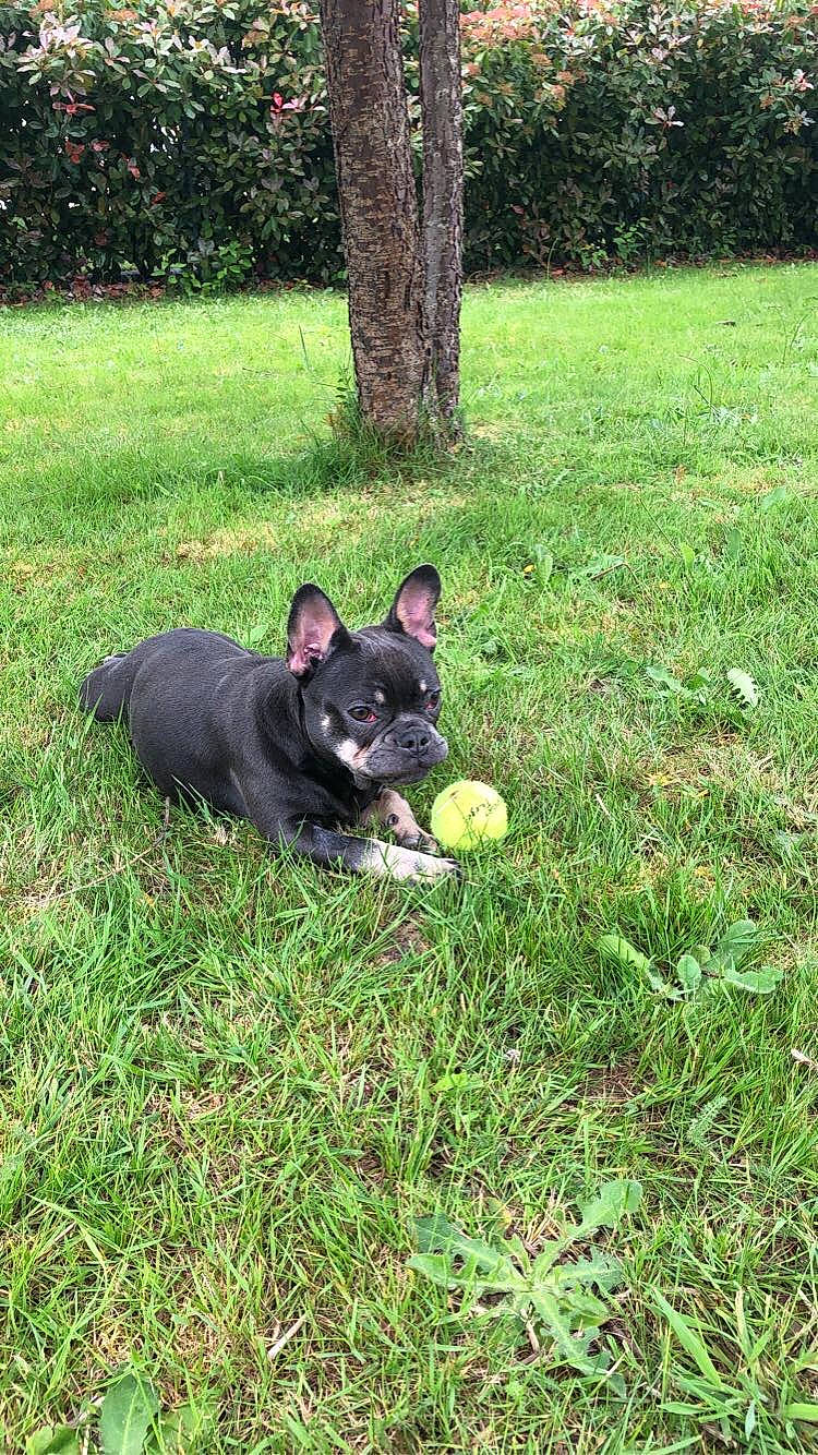 Pandora participe au concours pour gagner de l'argent avec cette photo : canidae, carnivore, dog, dog_breed, fawn, french_bulldog, grass, lawn, mammal, non_sporting_group, plant, puppy, sporting_group