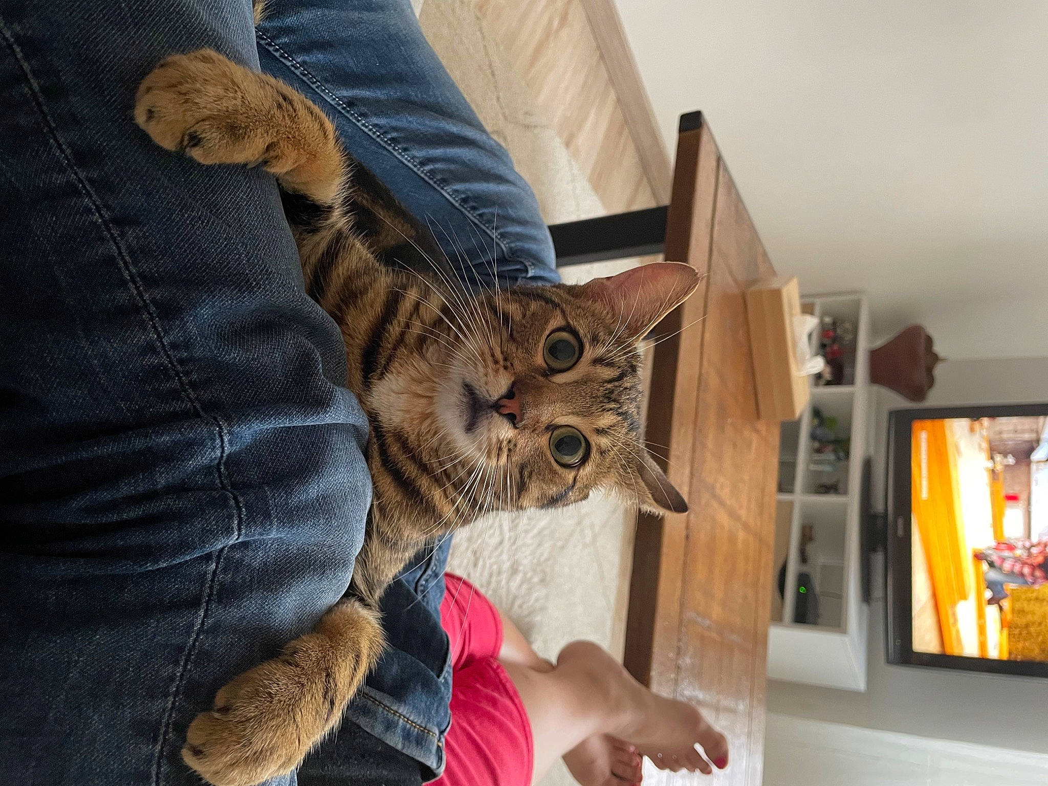 Caïpi participe au concours pour gagner de l'argent avec cette photo : art, bird_of_prey, cat, claw, comfort, domestic_short_haired_cat, fawn, felidae, fur, hand, pattern, picture_frame, room, sleeve, small_to_medium_sized_cats, tail, tree, visual_arts, whiskers, wood