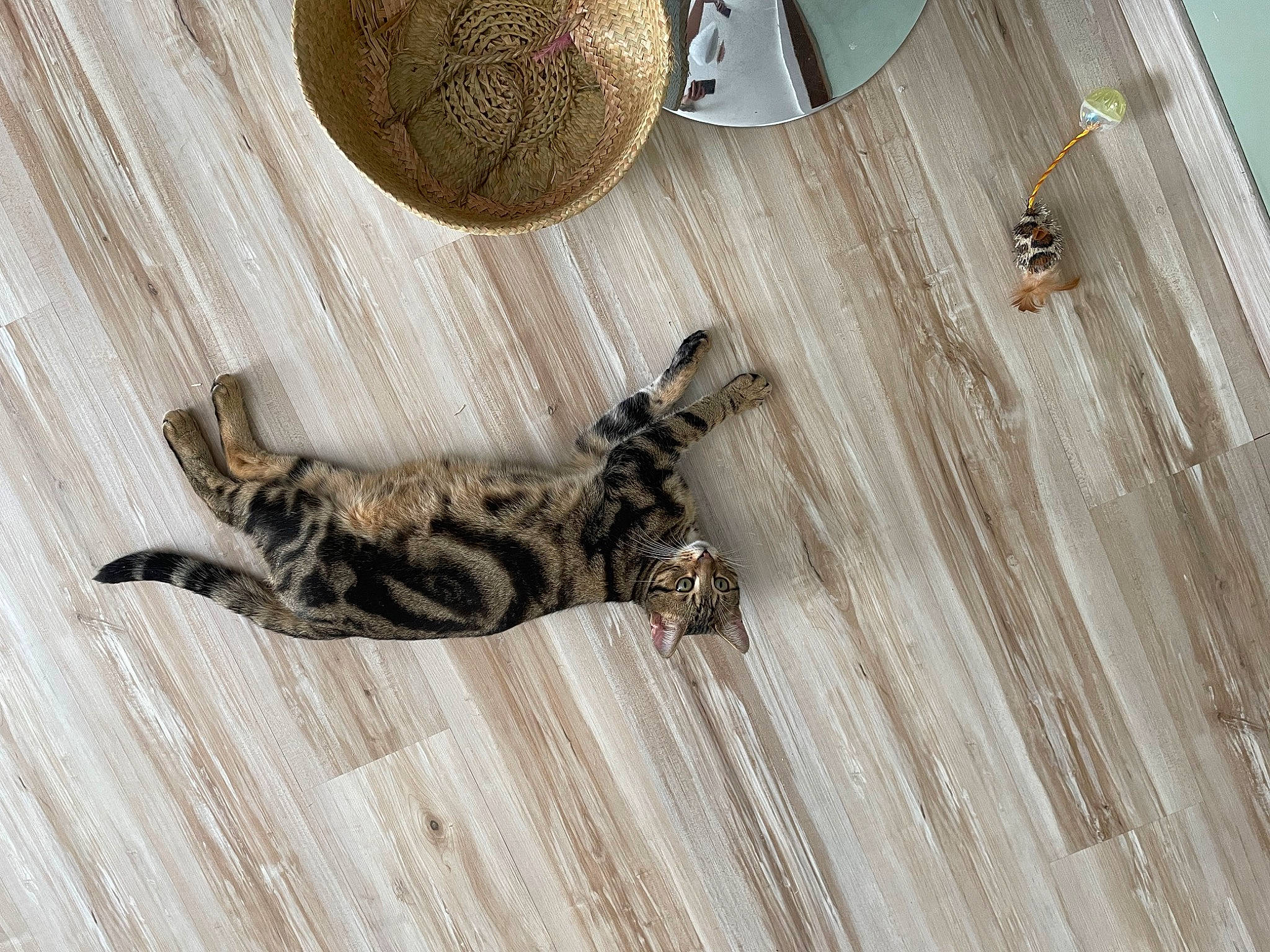 Caïpi participe au concours pour gagner de l'argent avec cette photo : carnivore, cat, ceiling, circle, domestic_short_haired_cat, felidae, floor, flooring, fur, grey, hardwood, linens, metal, pattern, room, small_to_medium_sized_cats, tail, terrestrial_animal, wood, wood_flooring